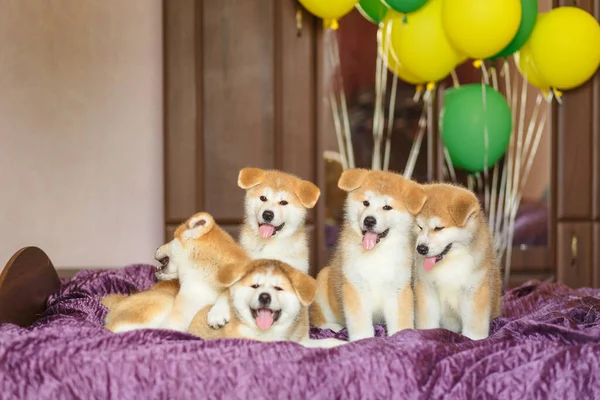 Roliga Små Akita Inu Valpar Med Ballonger Fluffiga Bollar Lycka — Stockfoto