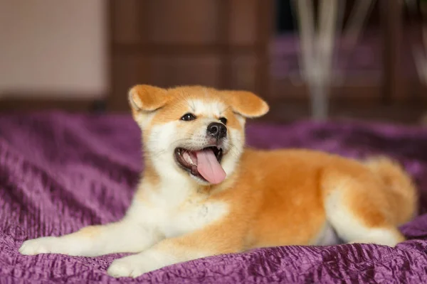 Yakışıklı Akita Inu Puppy Küçük Pofuduk Zencefilli Ekmek — Stok fotoğraf