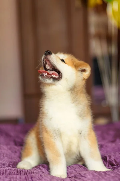 Yakışıklı Akita Inu Puppy Küçük Pofuduk Zencefilli Ekmek — Stok fotoğraf