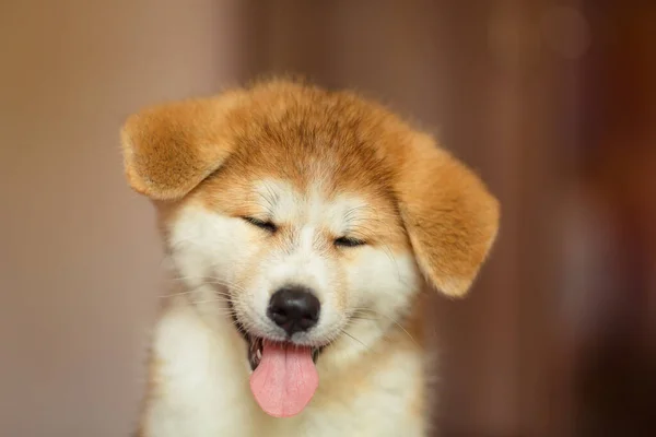 Handsome Akita Inu Puppy Little Fluffy Gingerbread — Stock Photo, Image