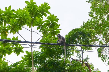 Maymun elektrik hattının kabloları boyunca koşar. Asya 'daki maymunlar.