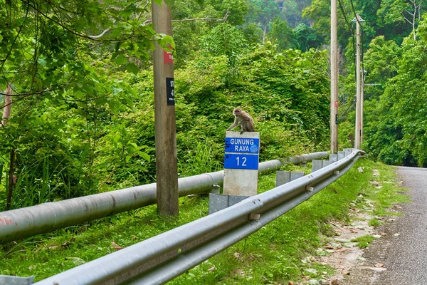 Macaco Está Sentado Sinal Estrada Lado Estrada Macacos Ásia — Fotografia de Stock