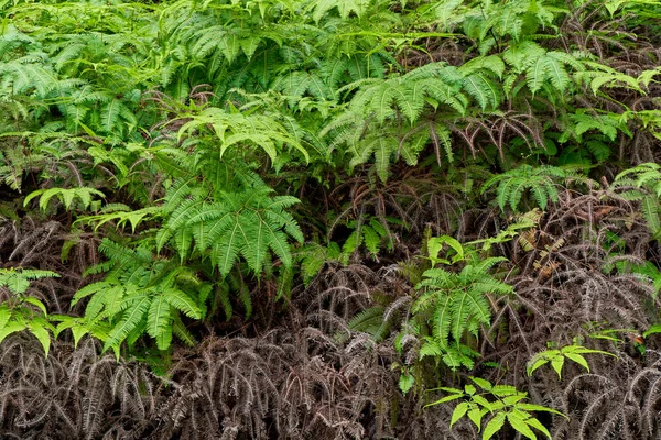 Listy Tropické Rostliny Džungli — Stock fotografie