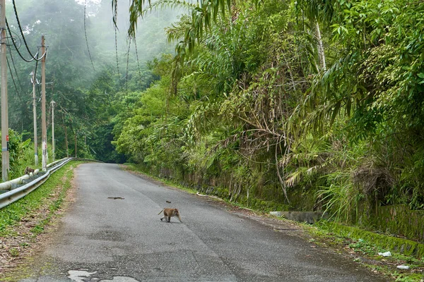 Mono Salvaje Carretera Través Densa Selva Animales Salvajes Selva — Foto de Stock