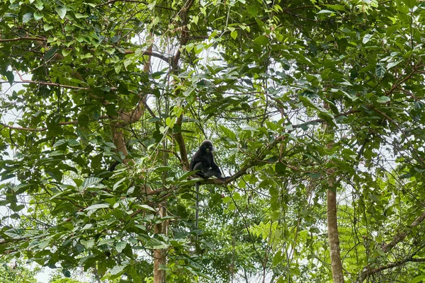 Μια Άγρια Μαϊμού Της Φυλής Langur Ένα Κλαδί Δέντρου Στην — Φωτογραφία Αρχείου