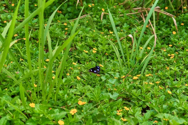 Papillon Est Assis Sur Une Fleur Jaune Dans Herbe Verte — Photo