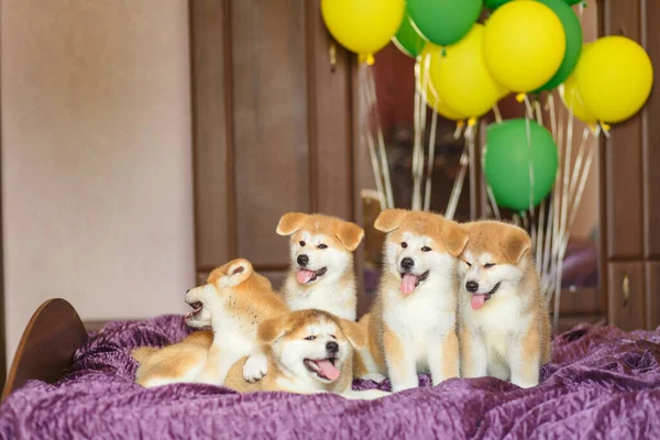 Roliga Små Akita Inu Valpar Med Ballonger Fluffiga Bollar Lycka — Stockfoto