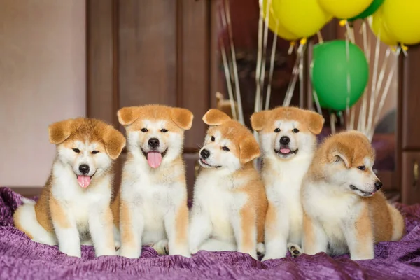 Roliga Små Akita Inu Valpar Med Ballonger Fluffiga Bollar Lycka — Stockfoto