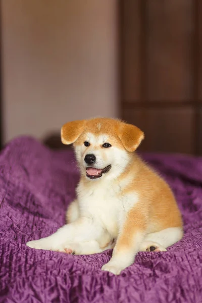 Yakışıklı Akita Inu Puppy Küçük Pofuduk Zencefilli Ekmek — Stok fotoğraf