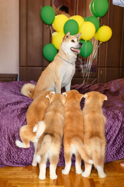 Happy Akita Inu Dog Family Hrdá Matka Pózuje Svými Štěňátky — Stock fotografie