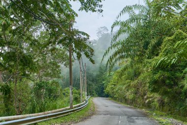 Yoğun yeşil dağ ormanlarında asfalt bir yol..