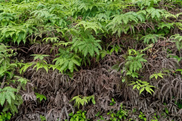 Hojas Una Planta Tropical Selva —  Fotos de Stock
