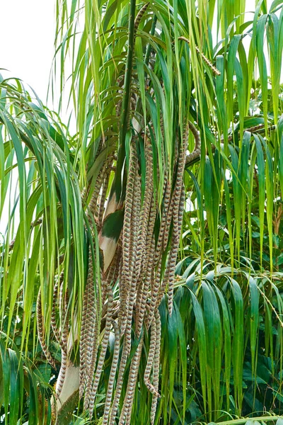 Een Plant Tropische Jungle Palmboom Met Naar Beneden Hangende Bladeren — Stockfoto