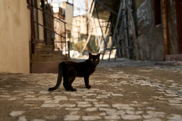 Μια Αδέσποτη Μαύρη Γάτα Περπατάει Στο Σοκάκι — Φωτογραφία Αρχείου