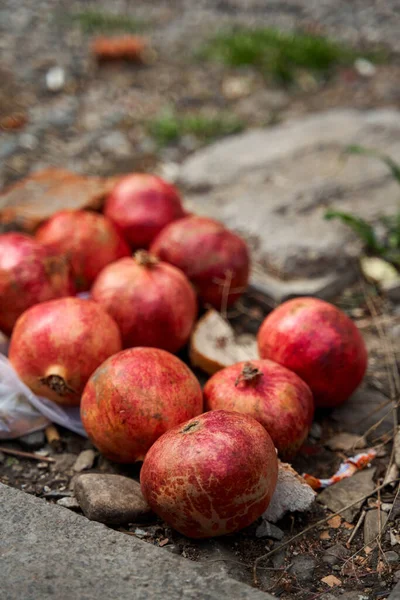 Frutas Romã Maduras Jazem Perto Lata Lixo Ajudar Sem Teto — Fotografia de Stock