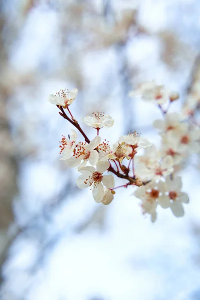 Apricot Trees Bloom White Flowers Early Spring — Stock Photo, Image