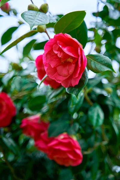 Kvetoucí Kamélie Květiny Městském Parku — Stock fotografie