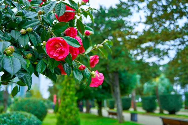 Kvetoucí Kamélie Květiny Městském Parku — Stock fotografie