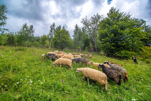 Stado Owiec Wypasa Się Polu Zielonych Wzgórz Rolnictwo Wiejskie Góry — Zdjęcie stockowe