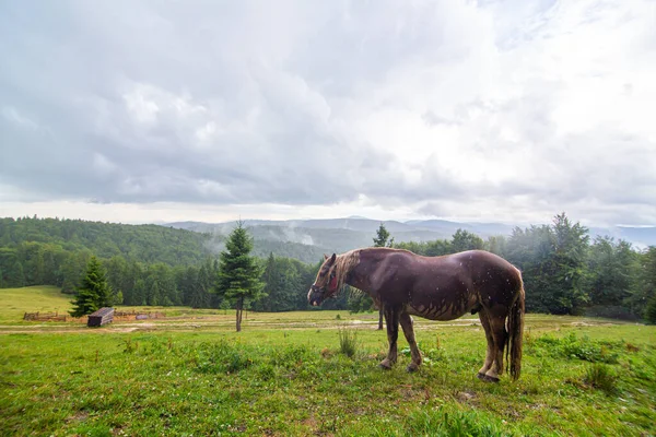 Landelijk Natuurlandschap Een Paard Grazend Highland Field Alleen Natuurlijke Omgeving — Stockfoto