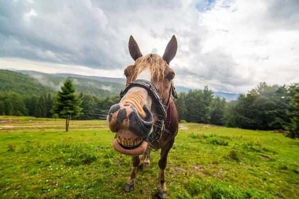 Landelijk Natuurlandschap Close Portret Van Een Glimlachend Paard Grazen Highland — Stockfoto