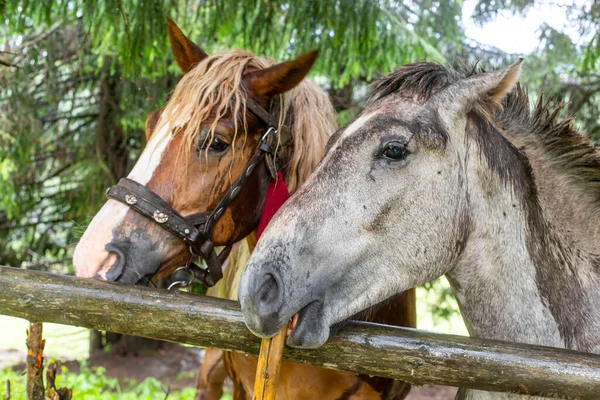 Paisaje Natural Rural Retrato Par Caballos Divertidos Campo Montañoso Paisajes — Foto de Stock