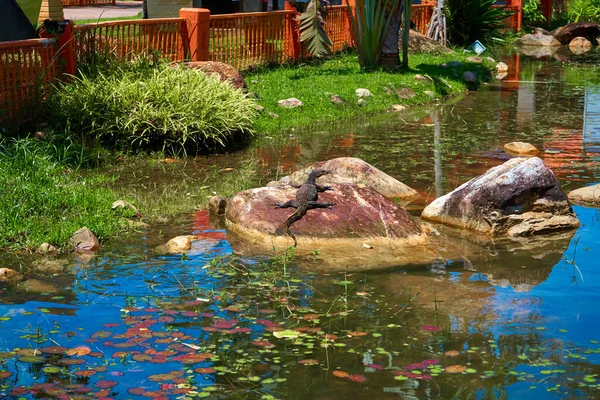 Varan Calienta Las Rocas Del Lago Del Parque — Foto de Stock