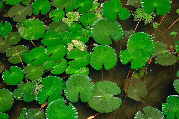 Green Lily Leaves Water Surface — Stock Photo, Image