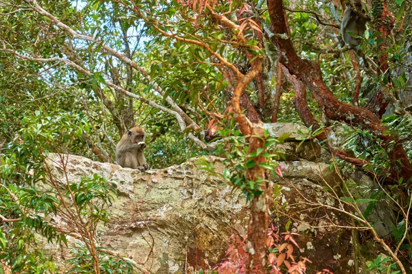 Άγριες Μαϊμούδες Κλαδί Δέντρου — Φωτογραφία Αρχείου