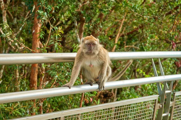 Scimmie Selvatiche Ramo Albero — Foto Stock