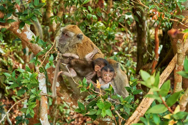Wilde Affen Auf Einem Ast — Stockfoto