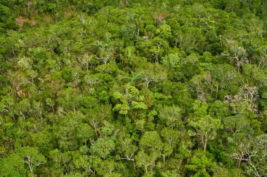 Yoğun yeşil ağaçların en üst manzarası.