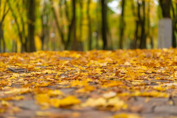 Caminho Coberto Com Folhas Amarelas Caídas Parque Outono — Fotografia de Stock