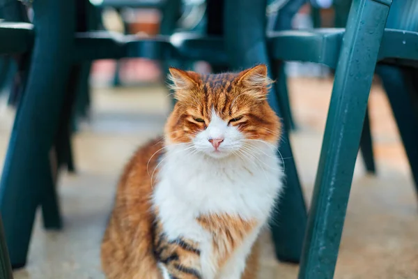 Kedi Bir Kafedeki Terasta Masanın Altında Otururken Yemek Bekliyor — Stok fotoğraf