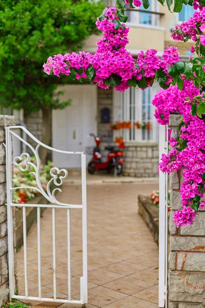 Dekoration Eines Wohnhauses Mit Leuchtend Violetten Blumen — Stockfoto
