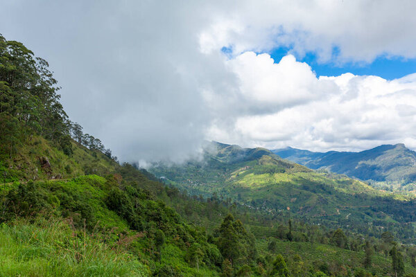 Picturesque natural landscape. Green tea plantations in the highlands. Growing tea.