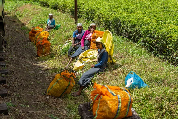 Las Mujeres Sri Lanka Recogen Hojas Los Arbustos Largo Del — Foto de Stock