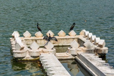 Bir ördek, güneşin altında kanatlarını açarak, bir taşın üzerinde oturan tüyleri kurutur..