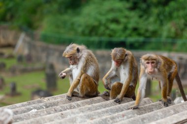 Bir hurdalıkta arama yapan maymun sürüsü..