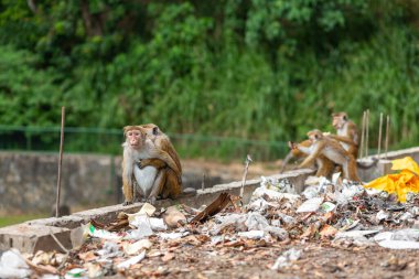 Bir hurdalıkta arama yapan maymun sürüsü..