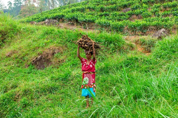 Trabajador Pueblo Asia Lleva Montón Ramas Secas Cabeza Sri Lanka — Foto de Stock