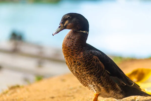 Retrato Pato Descansando Cerca Del Lago — Foto de Stock