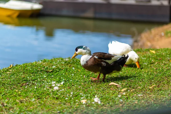 Portrait Canard Reposant Près Lac — Photo