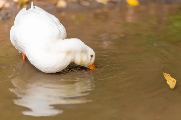 Retrato Pato Descansando Cerca Del Lago — Foto de Stock