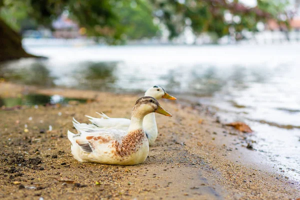 Retrato Pato Descansando Cerca Del Lago — Foto de Stock