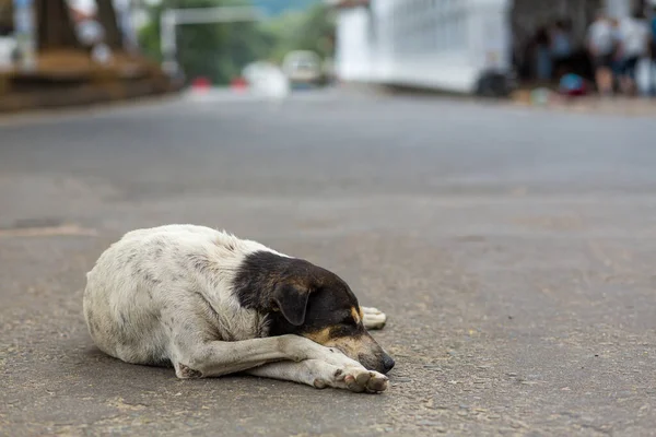 Evsiz Bir Köpeğin Portresi Sokağın Ortasında Yatıyor — Stok fotoğraf