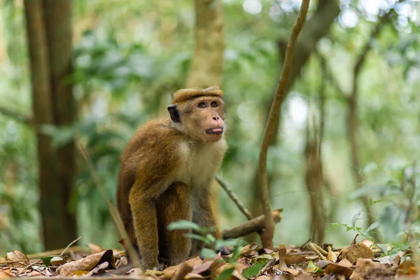 Μαϊμού Στη Ζούγκλα Κοντινό Φυσικό Περιβάλλον — Φωτογραφία Αρχείου