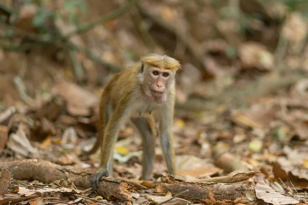 Aap Jungle Natuurlijke Habitat Van Dichtbij — Stockfoto