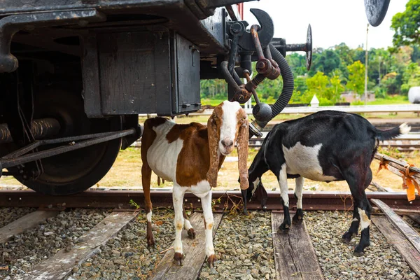 Dwie Kozy Pasą Się Pobliżu Kolei Wypadki Zwierzętami Kolei — Zdjęcie stockowe