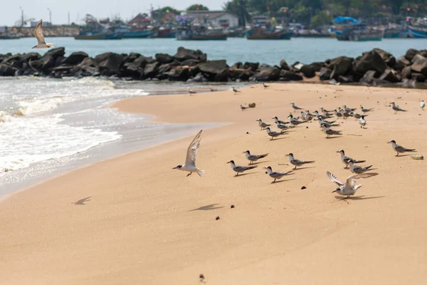 Flock Seagulls Hunting Sandy Shore — Stock Photo, Image